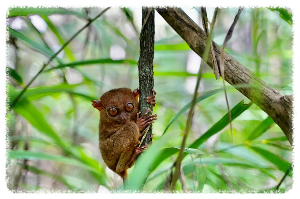 타르시어 안경원숭이 보호센터