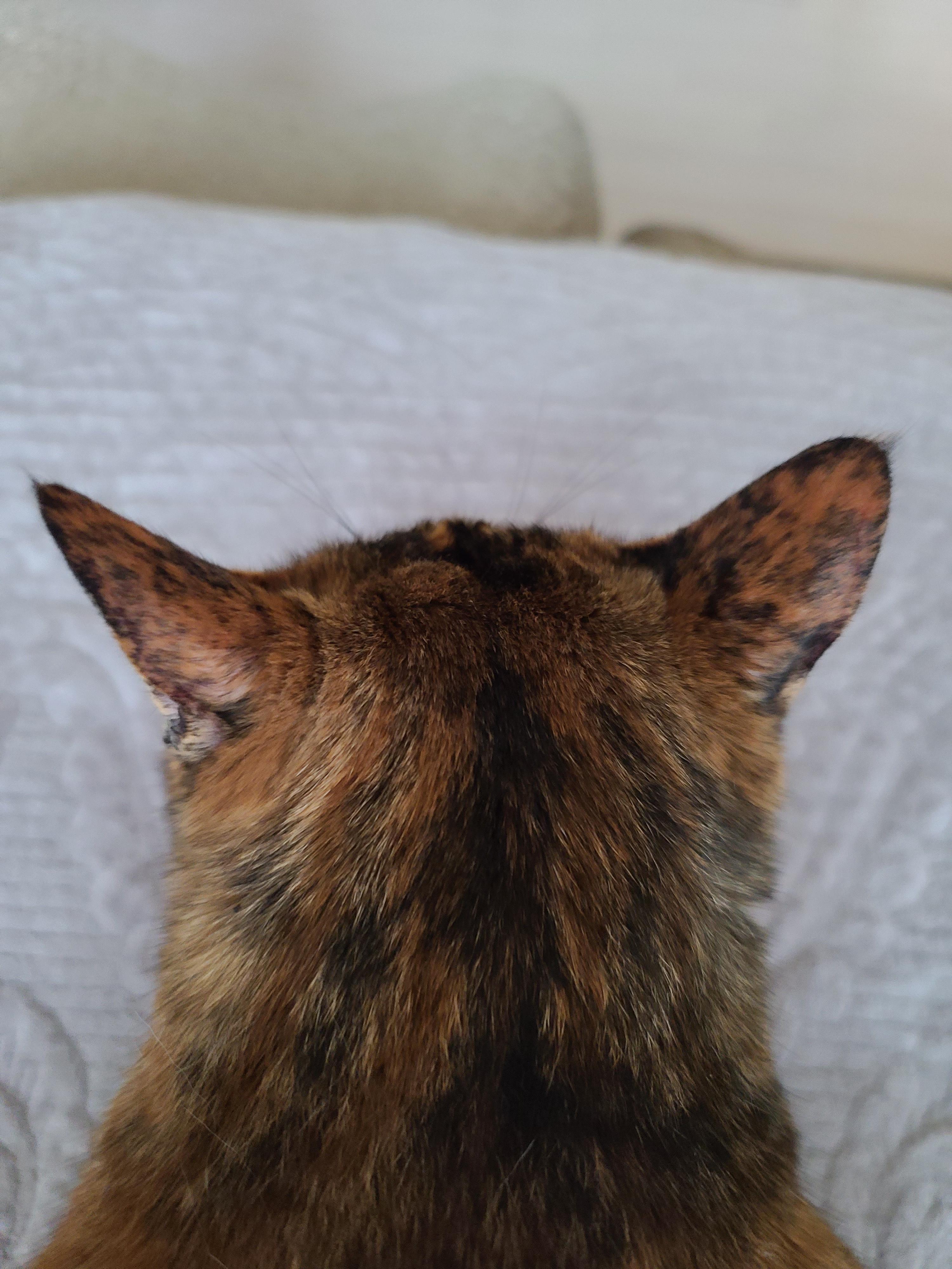 고양이들의 냥통수를 모아봤다. 치명적인 매력의 냥통수들.