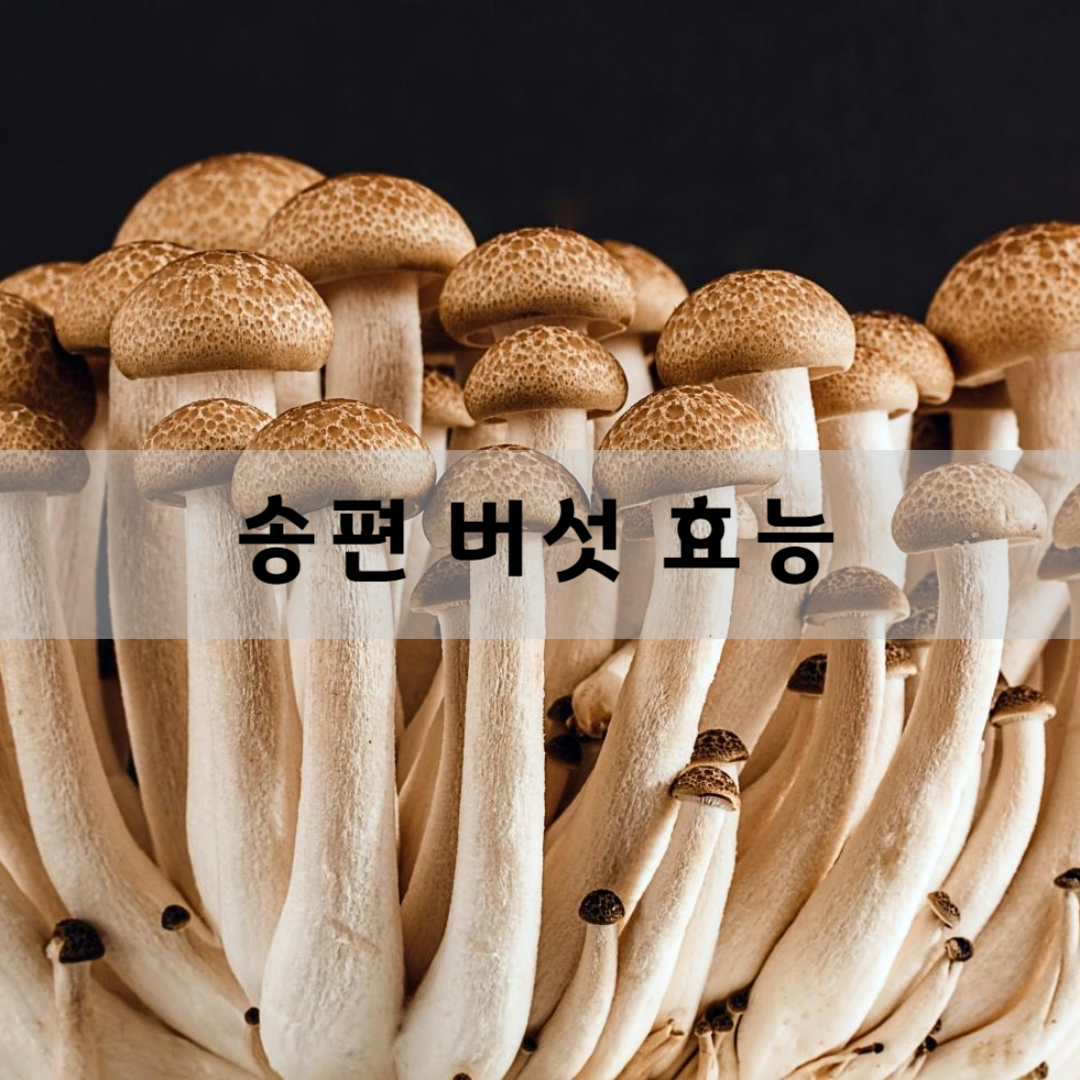 송편-버섯-효능