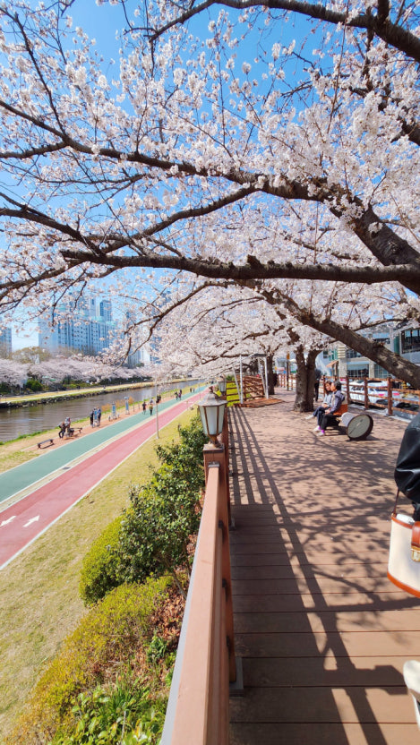 온천천 가는법 벚꽃 시즌 산책 코스 주차 정보