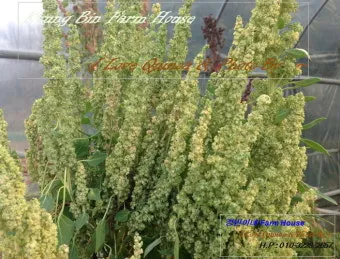 퀴노아 재배 배수성 좋은 흙 고온 건조 적응 수확_8