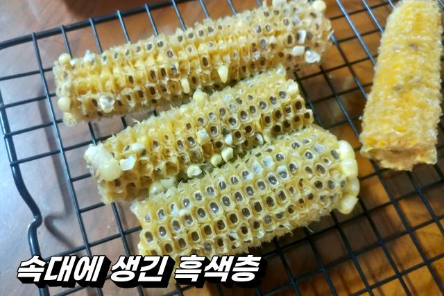 초당 옥수수 보관법,옥수수 검은색 검은점,팁줌