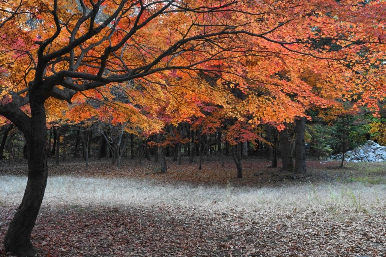 속리산 단풍시기
