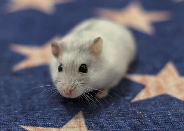 햄스터 오래 살게 하는 비밀 환경 관리법!