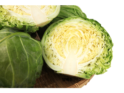 양배추 사진