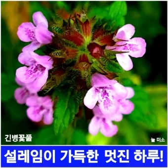 6월 날짜별인사말 최신판 총정리_17