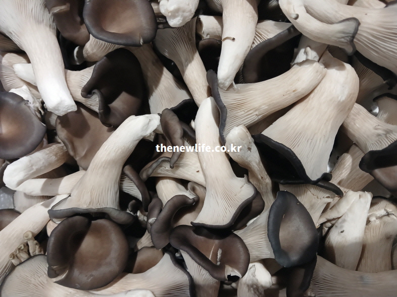 식이섬유가 풍부하여 장내 노폐물 배출과 변비 예방에 도움을 주는 신선한 느타리버섯 실물 모습.