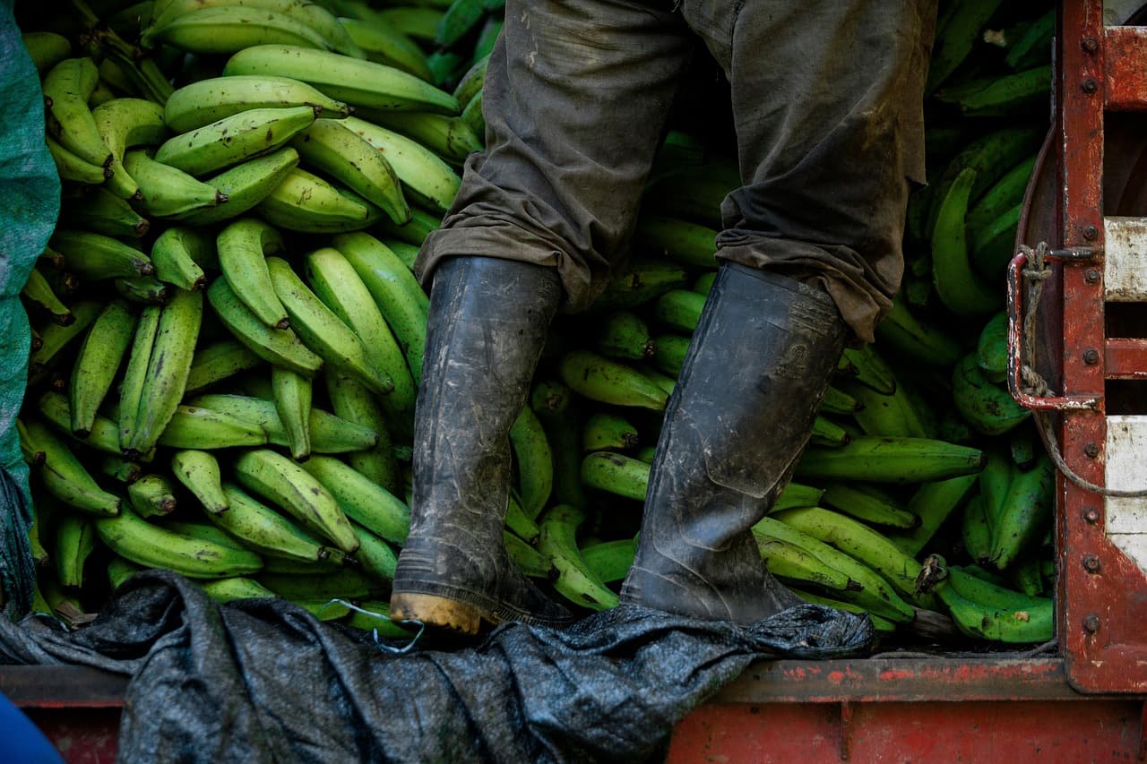 도시 생물 다양성이란 무엇인가?