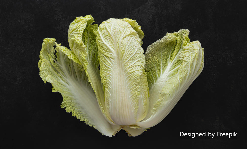 김장배추 심는 시기