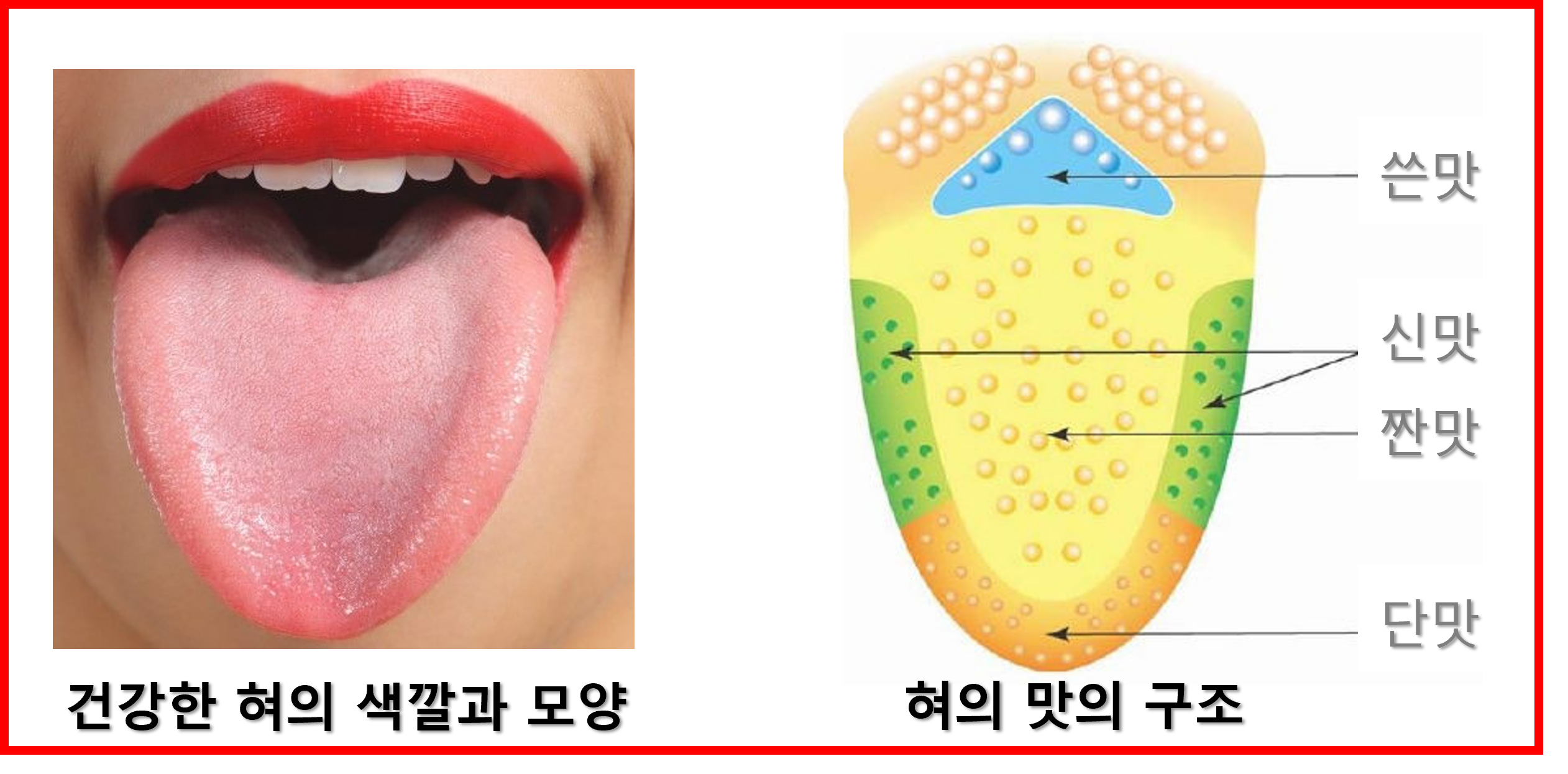 혀의 모양, 색깔로 보는 건강
