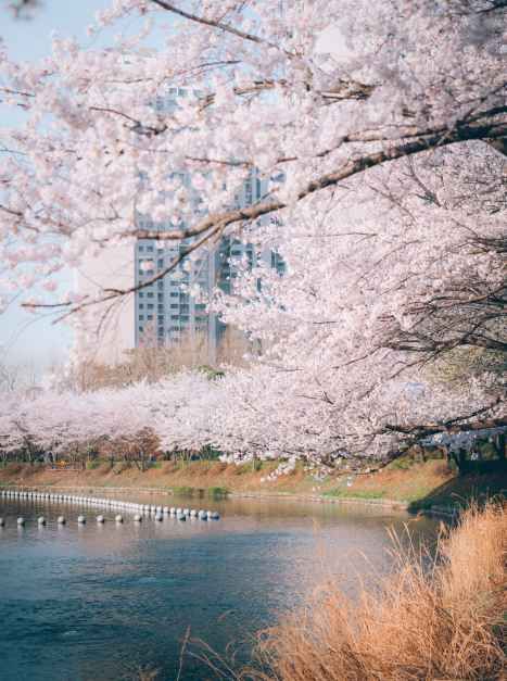 석촌호수 벚꽃 축제