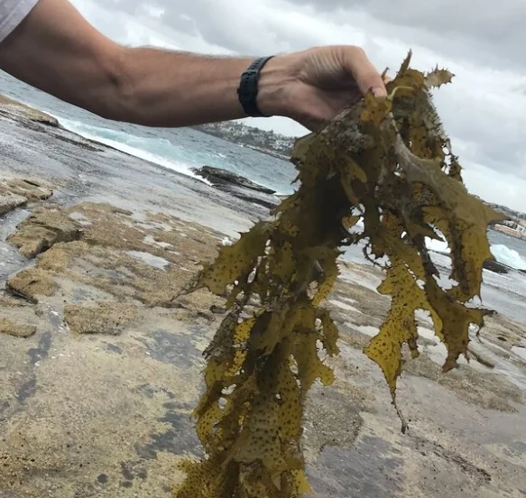 지방을 줄여주는 미역의 놀라운 효능