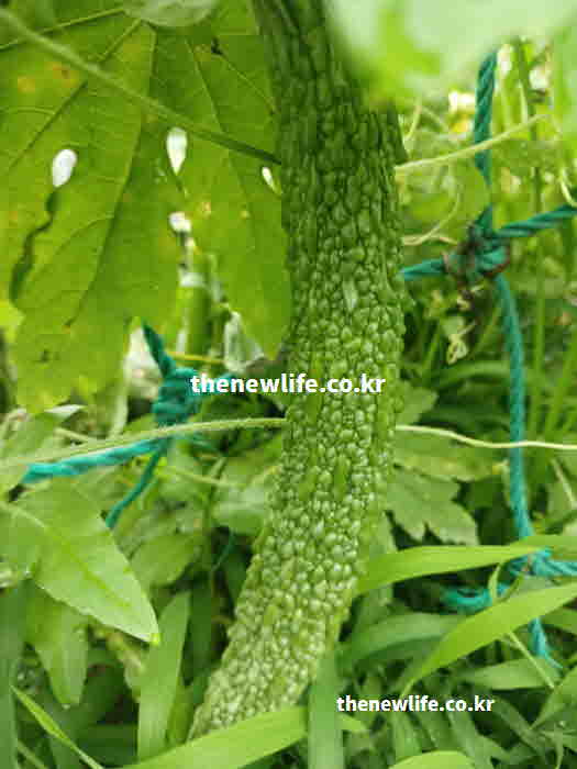 여주 효능 고지혈증 예방