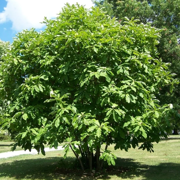 그늘막나무 (Umbrella Tree)