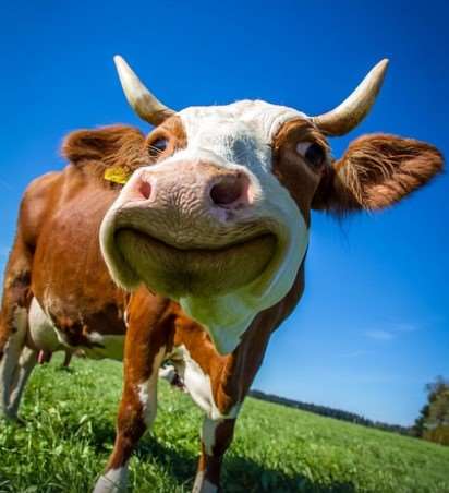 2026년 소띠 신년운세 무료보기