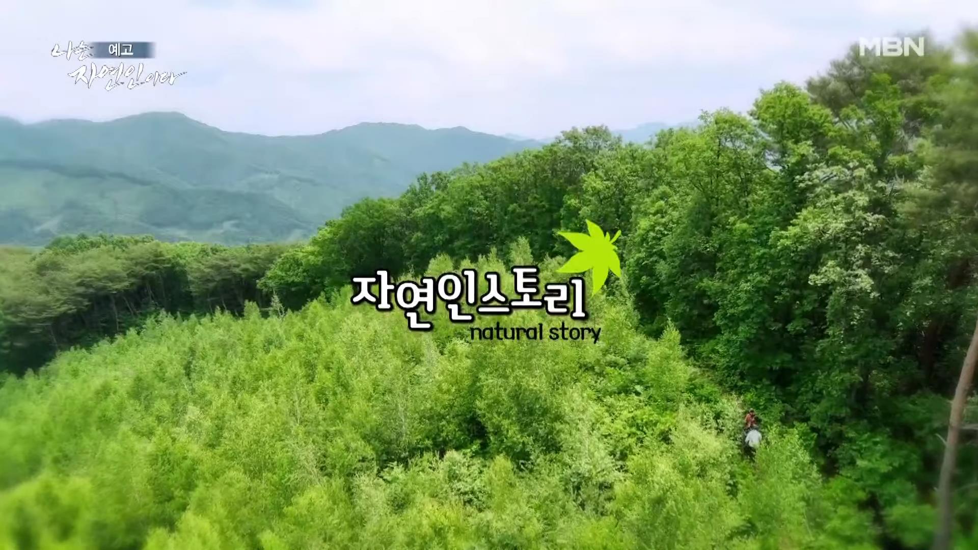 나는 자연인이다 낙상 사고 후유증, 산골 놀이터를 통해 회복, 산딸기 유기농 잼, 천마, 산삼 나눔, 출연료 기부, 키다리 아저씨 이제 착하게 삽니다 자연인 김기복 소개 및 이승윤 출연 560회회 다시보기