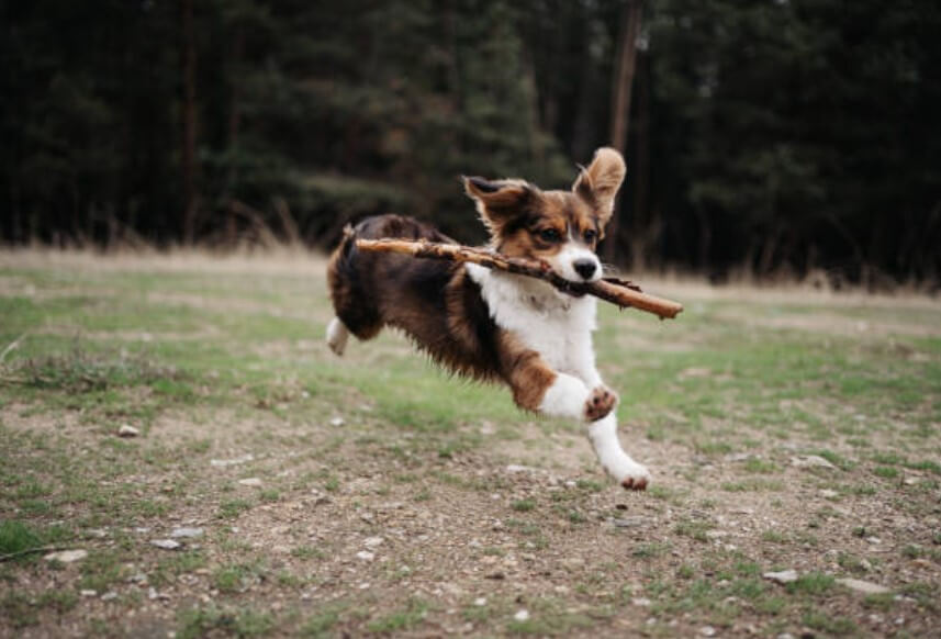 개한테 물리는 꿈