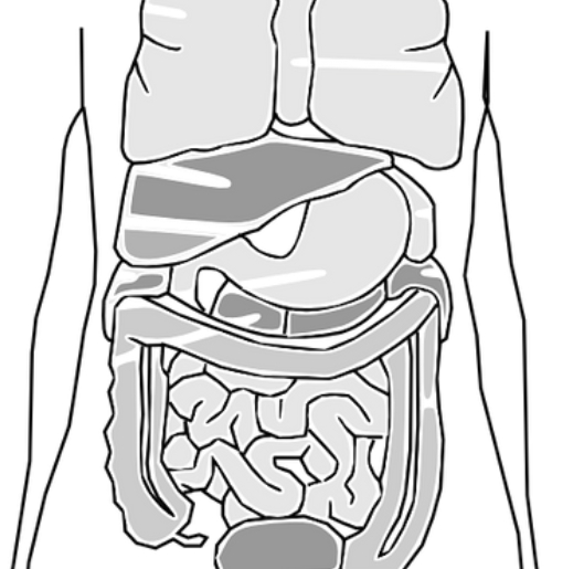 대장증후군 대장질환 인체장기 관련