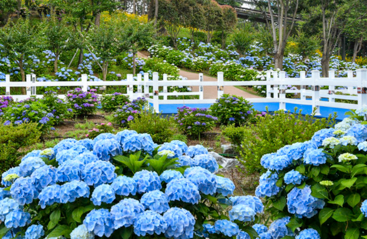 장생포 수국 축제 일정 총정리