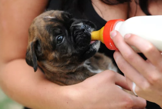 강아지와 우유/출처:어도비스톡