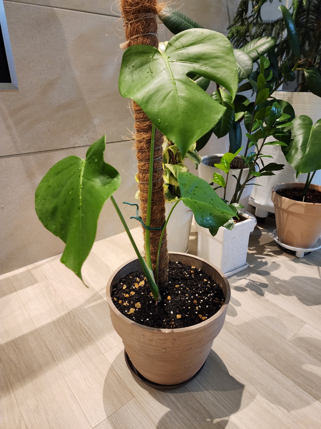 수태봉으로 고정한 몬스테라