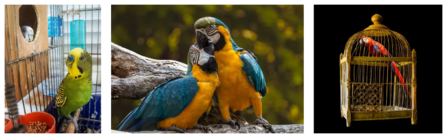 반려조로서 앵무새, 이런 분들께 추천!