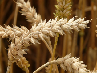 당뇨에 좋은 음식과 나쁜 음식, 건강한 선택 가이드