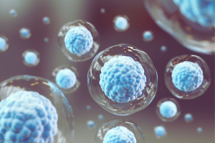 줄기세포