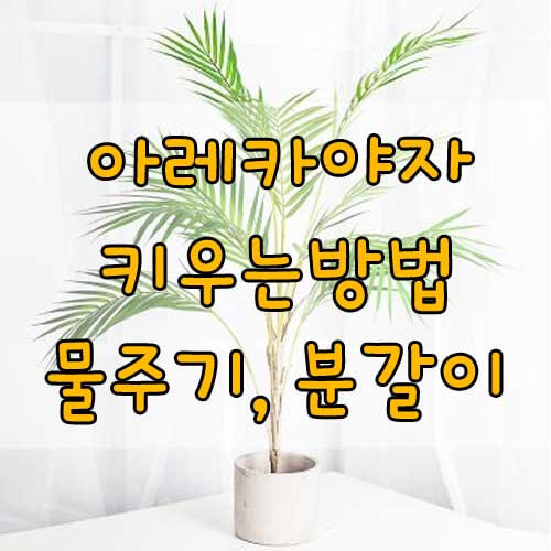 아레카야자키우는법, 아레카야자 특징과 물주기와 분갈이 A to Z!
