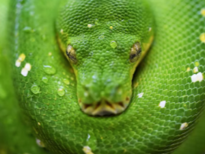 2025년 무슨띠 무슨해? 2025 삼재띠는? 삼재 극복하는 방법은?