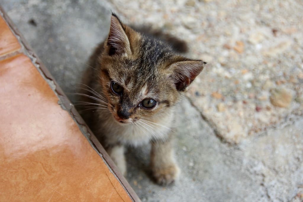고양이 나이 계산기