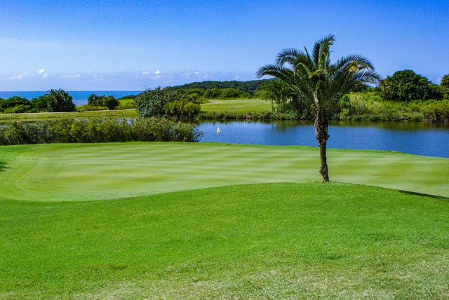 야자수와 골프장