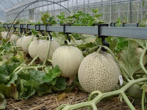 멜론 재배 수정 관리 당도 올리기 비가림 요령_4