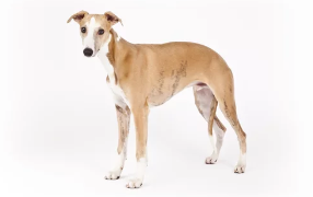 휘핏/출처:어도비스톡