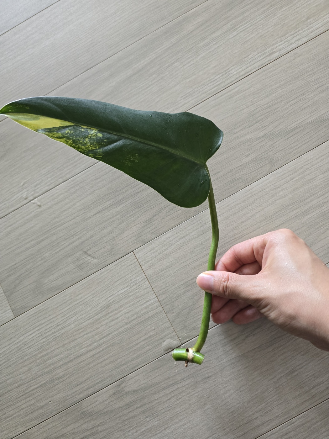 공중뿌리와 가지치기해야하는 부분