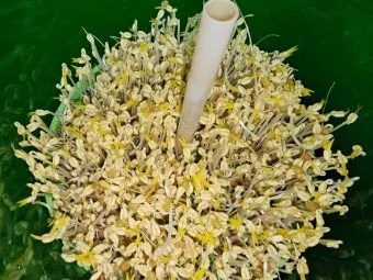 녹두 재배 직파 심기 병해 예방 수확 건조_11