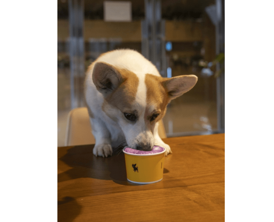 강원도 겨울 반려동물 애견 동반 여행지 추천