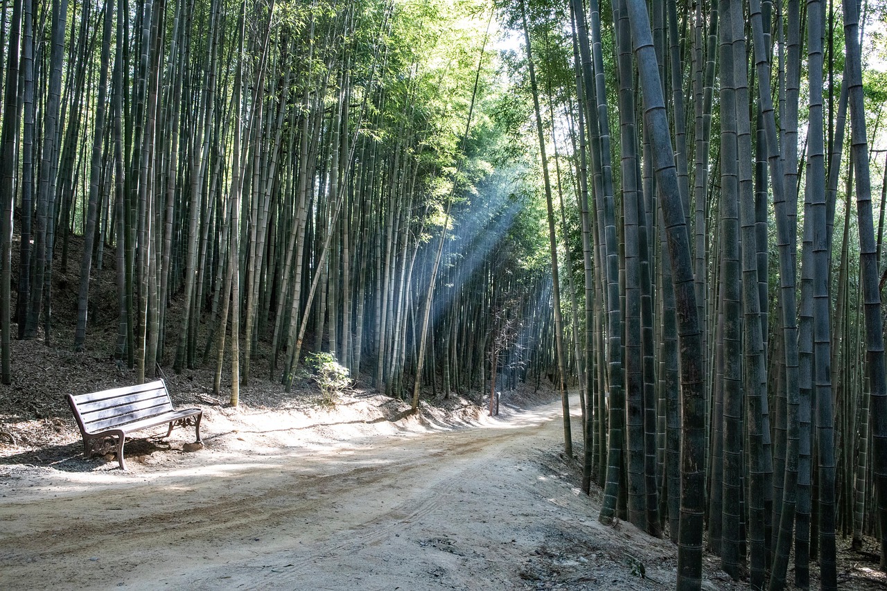 담양 죽녹원 (담양군 담양읍)