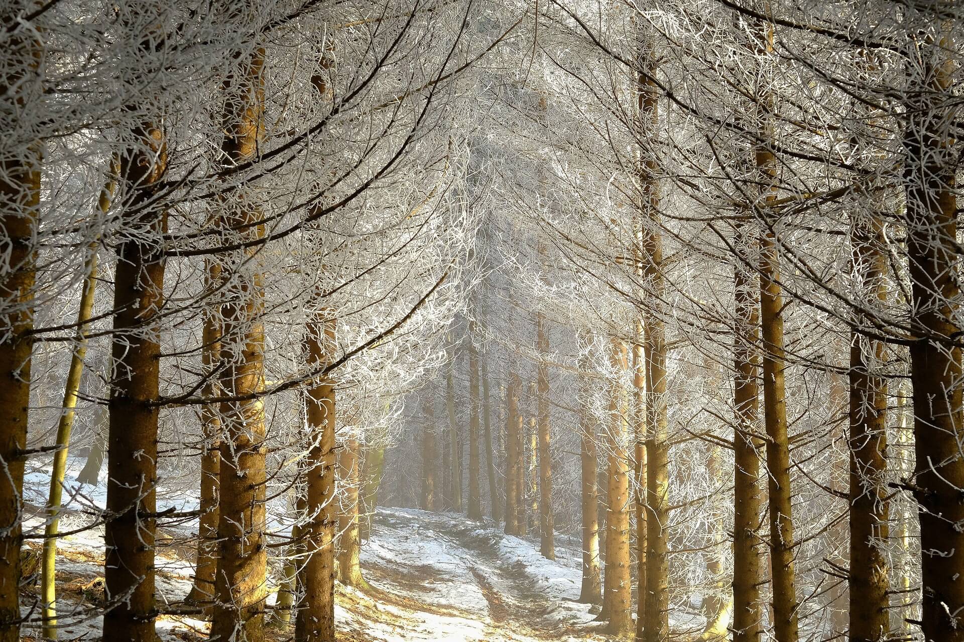 겨울 체중 증가 요약 정리