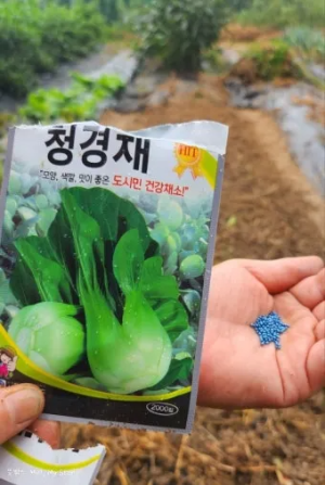 "청경채