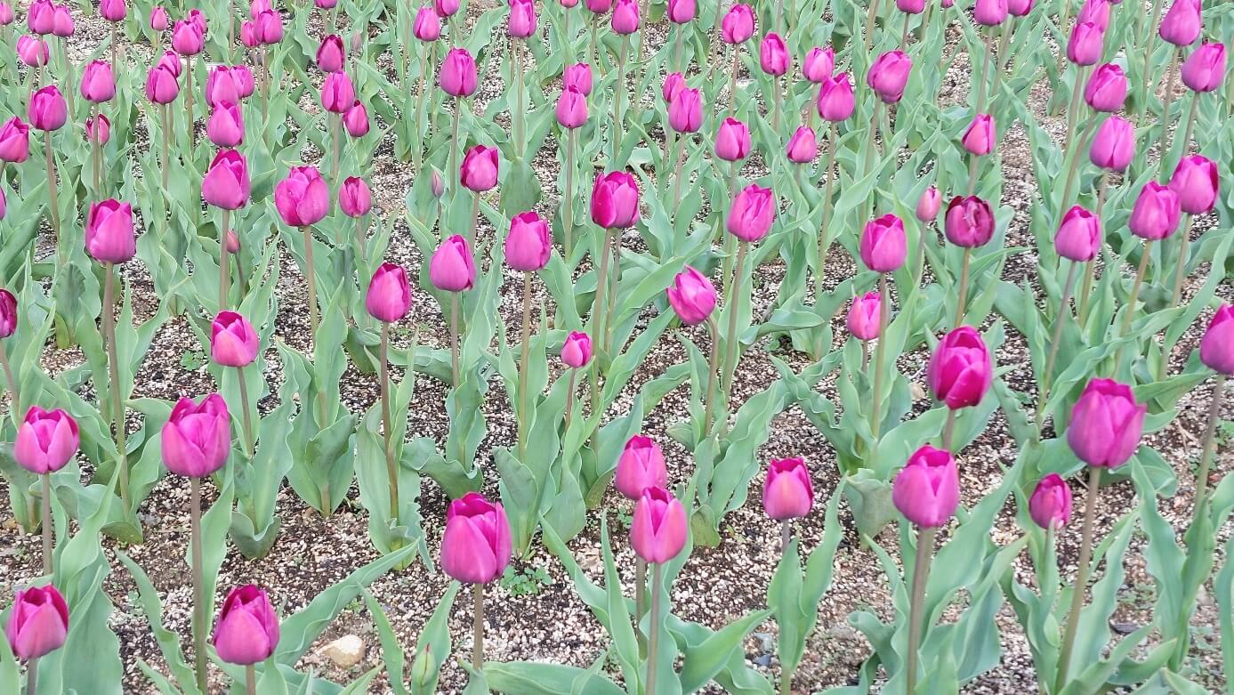 대아수목원 튤립