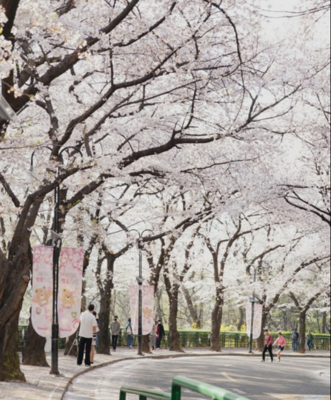 2023년 이월드 블라썸 피크닉 벚꽃 축제 정보 (2023년 벚꽃축제&amp;#44; 지역축제&amp;#44; 3월축제)&amp;#44; 83타워&amp;#44; 이월드 벚꽃축제 일정&amp;#44; 추자정보&amp;#44; 요금