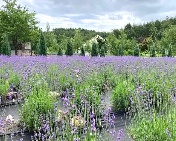 고성 라벤더 축제_13