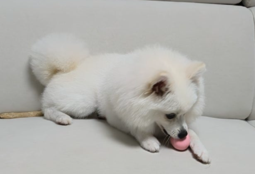 강아지 장난감 추천