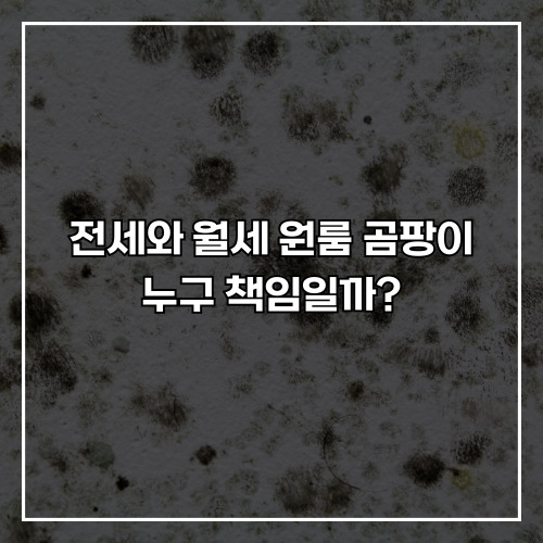 전세와 월세 원룸 곰팡이, 임대인과 임차인 중 누구 책임일까?