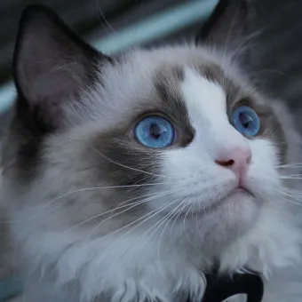 랙돌 고양이 유전병_29