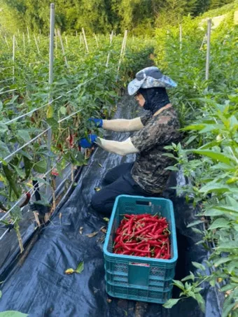 고추 재배 모종 고르기 지주 설치 시비 요령_4
