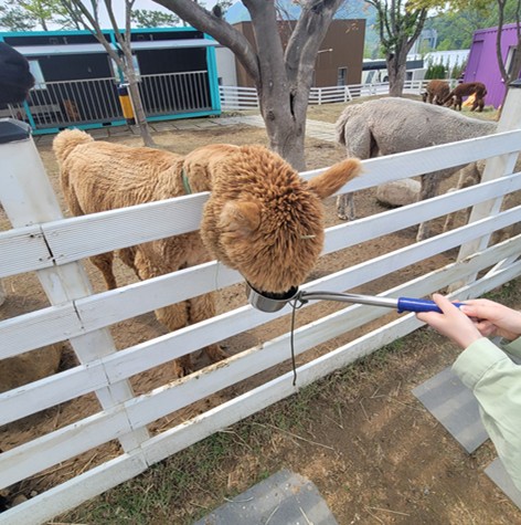 가평 베고니아 새정원 - 아이와 가볼만한 곳 추천, 후기