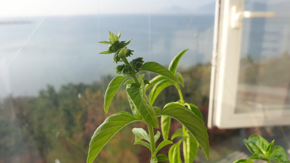 바질의 꽃봉오리