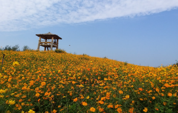 철원 고석정 꽃밭축제